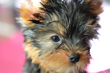 Great Color And Silky Coat male yorkie puppy for sale adorable face